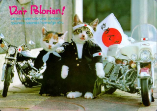 Illustration for article titled Popular Cat Meme Creator in Trouble with the Law